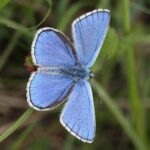 common blue butterfly image